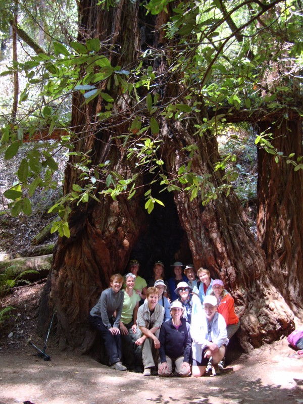 muir woods, Brenda Aarons, Gerri Bollinger, Deirdre Downes, Jill Flachskam, Melissa Hess, Laura Laffoon, Carolyn Laughlin, Carolyn McCarthy, Megan Mccarthy, Janice Murphy, Anne Roberts, Madeline Rohan, Vernetta Stewart, Yoga and hiking in the redwoods, sierra club