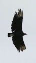 black vulture