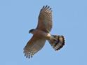 coopers hawk