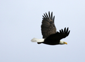 bald eagle