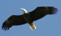 bald eagle