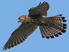 kestrel