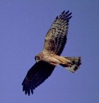 Northern Harrier