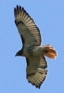 red tail hawk