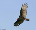 turkey vulture