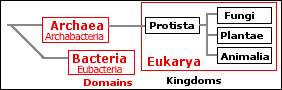 Phylogenetic Tree of domains